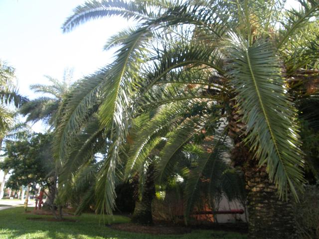 Islands and Beaches around Cape Coral